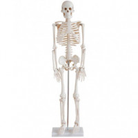 XC-102 PVC 85cm Skeleton