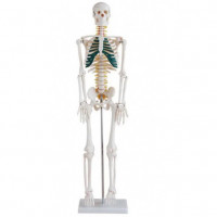 XC-102A 85cm Tall Skeleton with Spinal Nerves