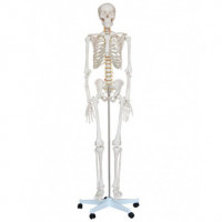 XC-101 PVC 180cm Tall Skeleton