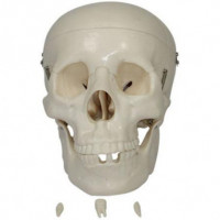 XC-104 PVC Life-Size Skull