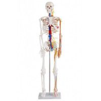 XC-102B 85cm Skeleton with Nerves and Blood Vessels